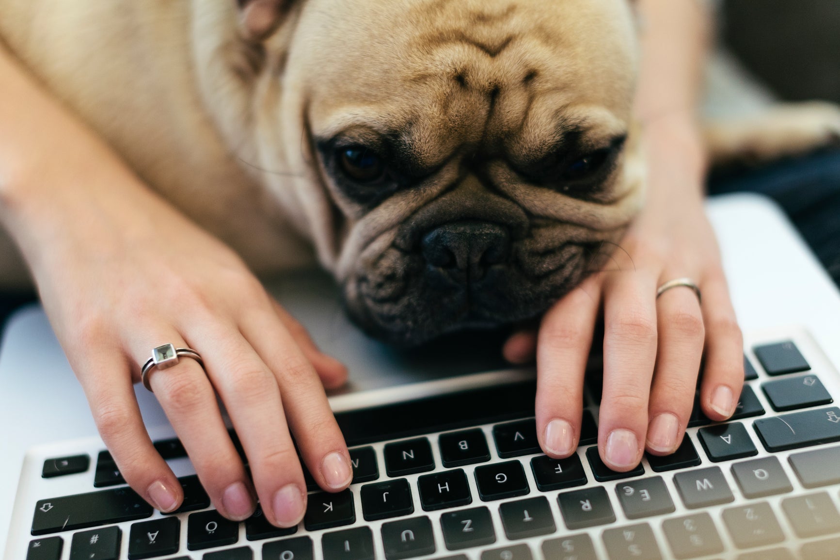 How to Keep Pets Off Your Laptop