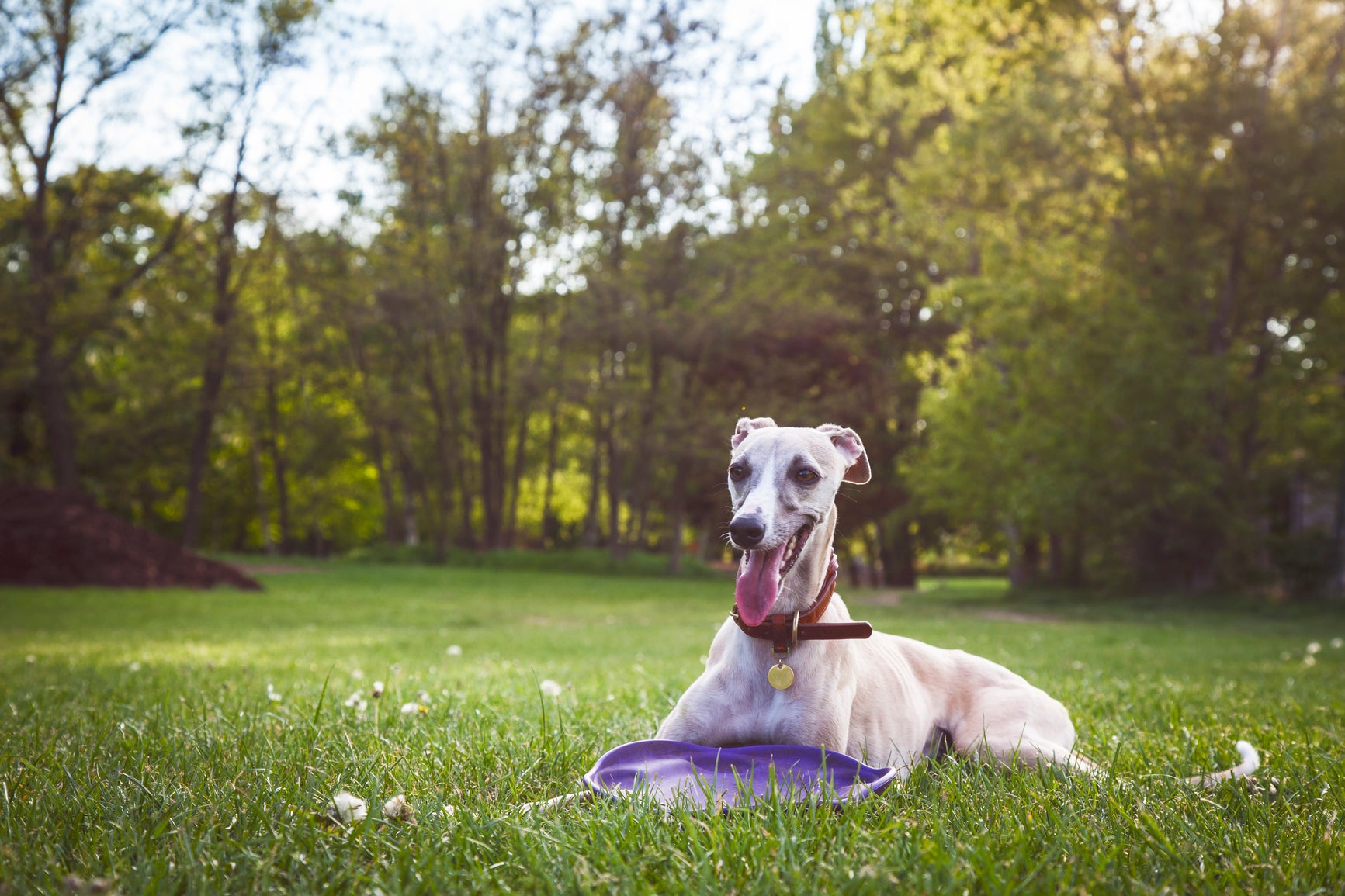 How to Help Your Pet Chill Out This Summer
