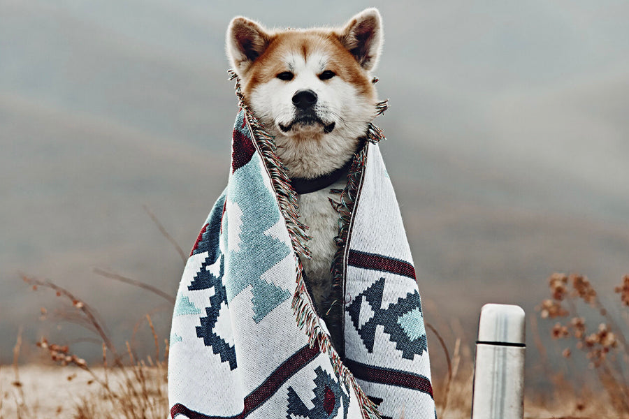 How to Prepare Your Pet for Outdoor Adventures