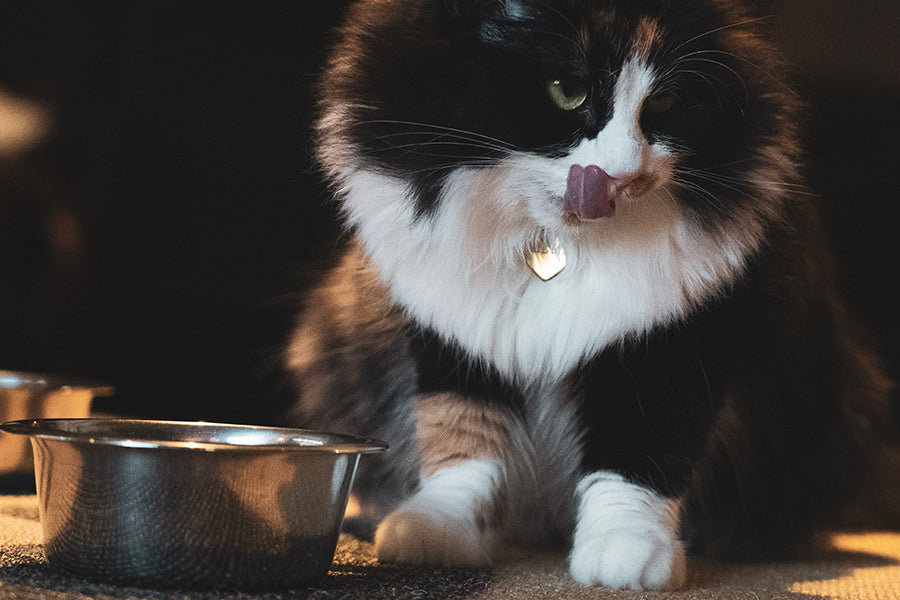 How to Boost Pet Nutrition With Nutri Supplements