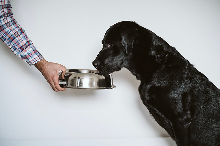 Why Pure Vita’s Limited Ingredient Diet Is Better for Pets