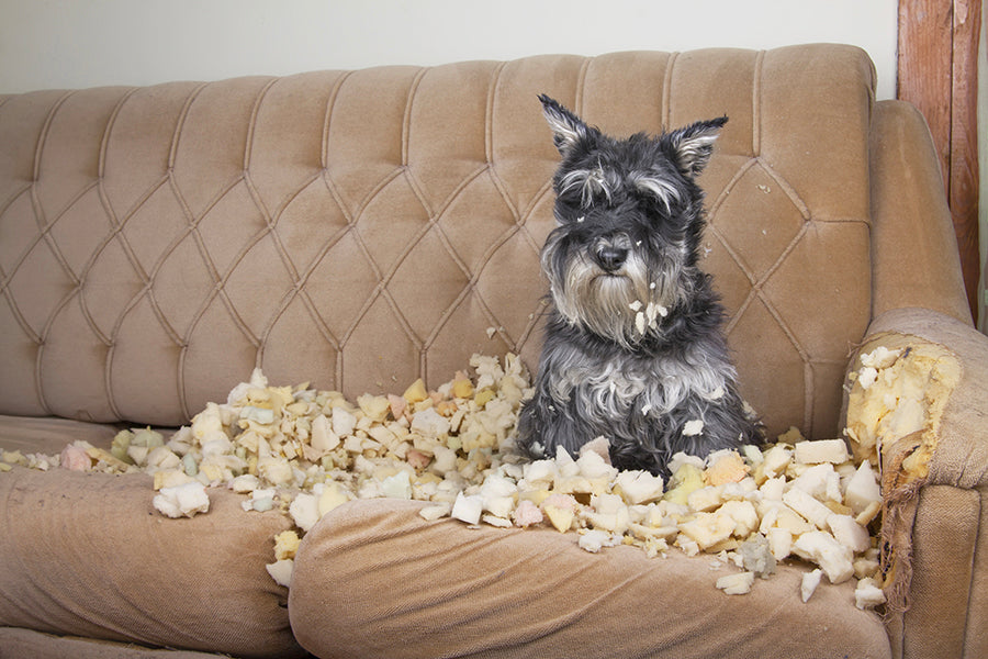 How to Train House-Trained Pets Around the House