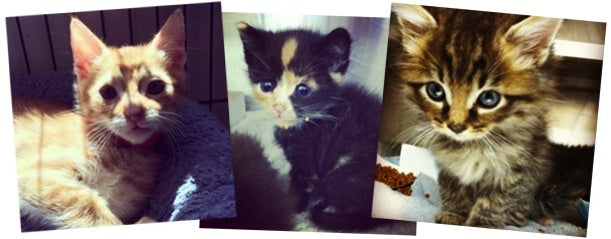 Why You Should Adopt a Shelter Cat