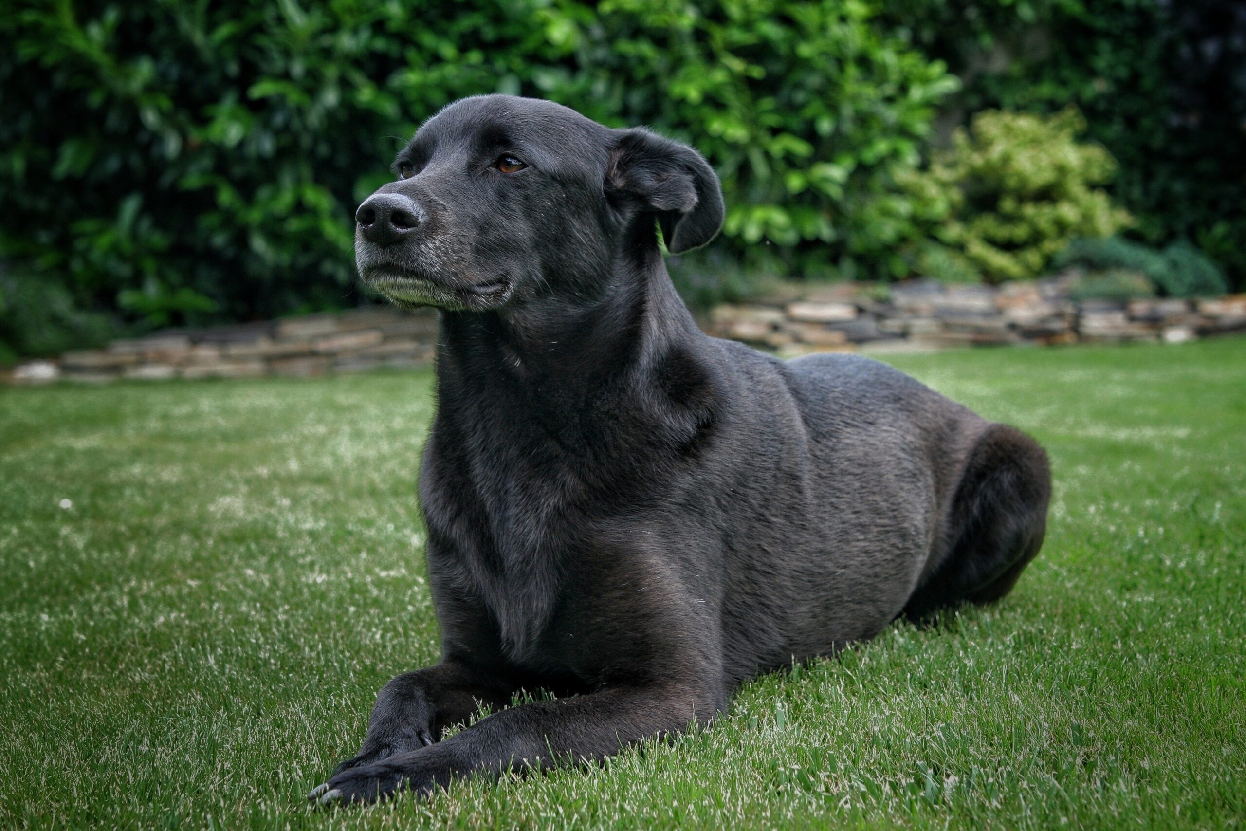 How to Protect Your Pet From Ticks and Heartworms Year-Round