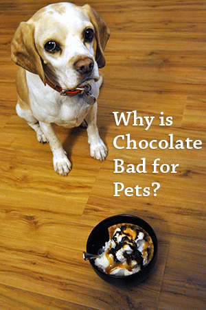 Why Chocolate Is Dangerous for Pets
