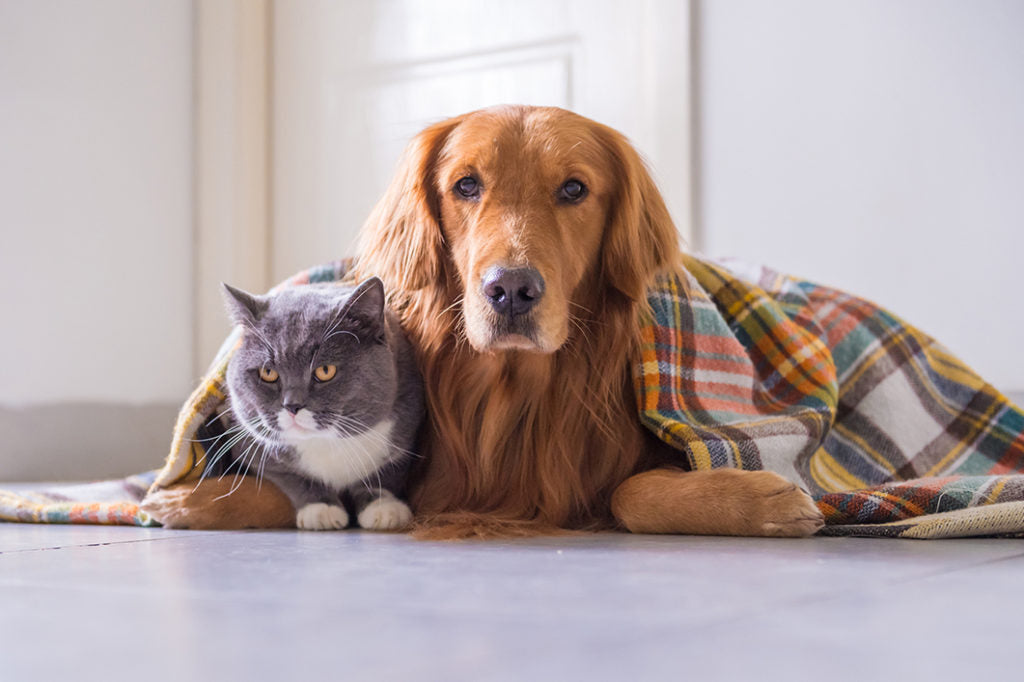 How to Keep Your Pets Safe in Winter