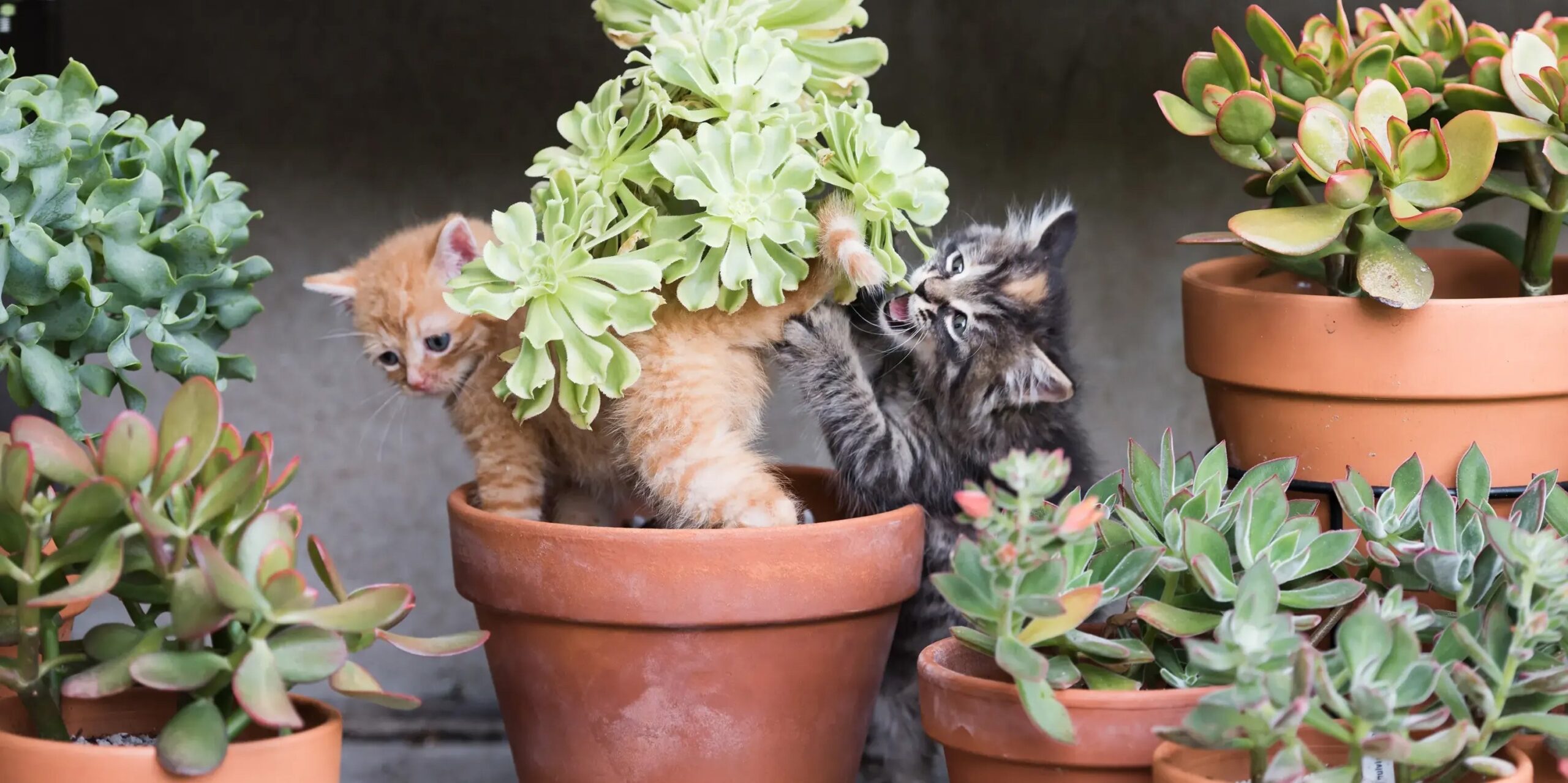 Pet Poison Prevention