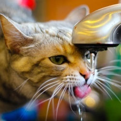 Why Moisture Matters for Cats