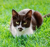 What Is Whisker Fatigue in Cats?