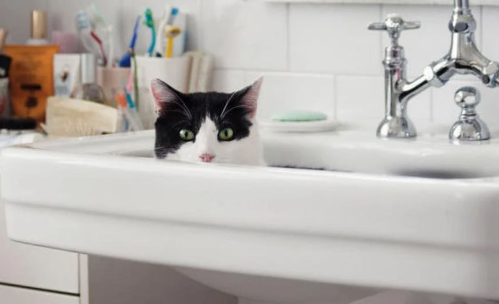 How to Change Your Cat’s Litter