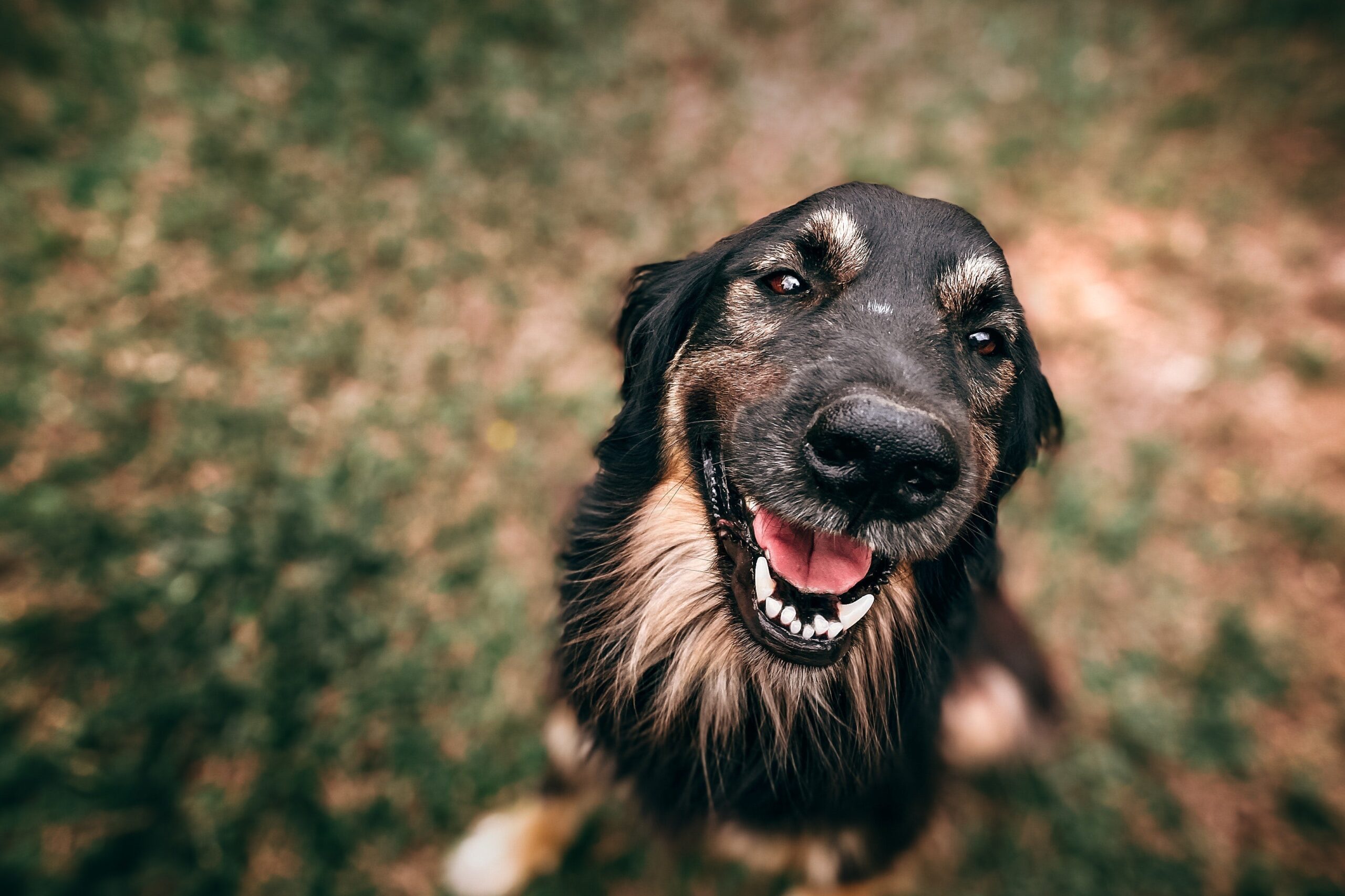 The Ultimate Guide to Eco-Friendly Pet Products