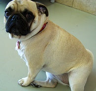 How to Support Your Pet During National Pet Diabetes Month