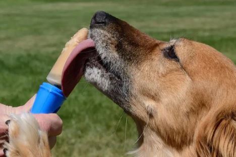 How to Solve the Summer Heat Problem for Pets