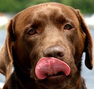 BBQ Safety Tips for Pets