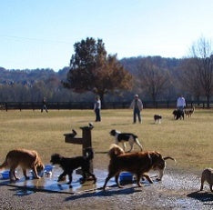 Dog Park Safety Tips