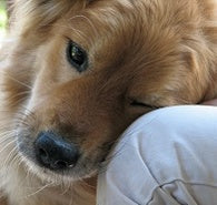 Dining Out With Dogs: Tips for Success