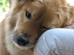 The Importance of Microchipping Your Pet