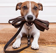 How to Celebrate Walk Your Dog Week