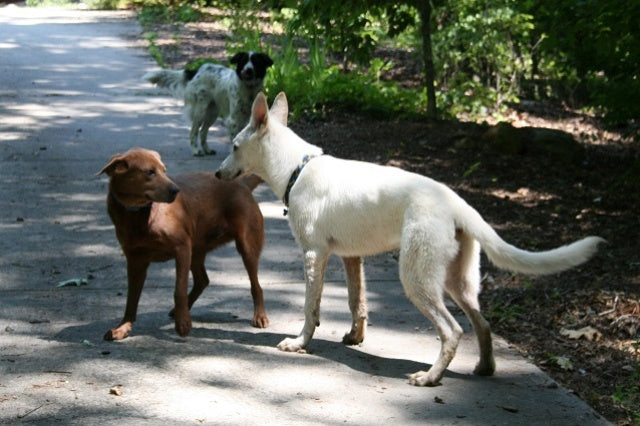 How to Successfully Introduce Dogs