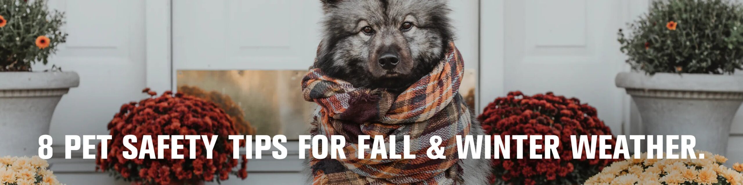 Fall and Winter Pet Safety Tips