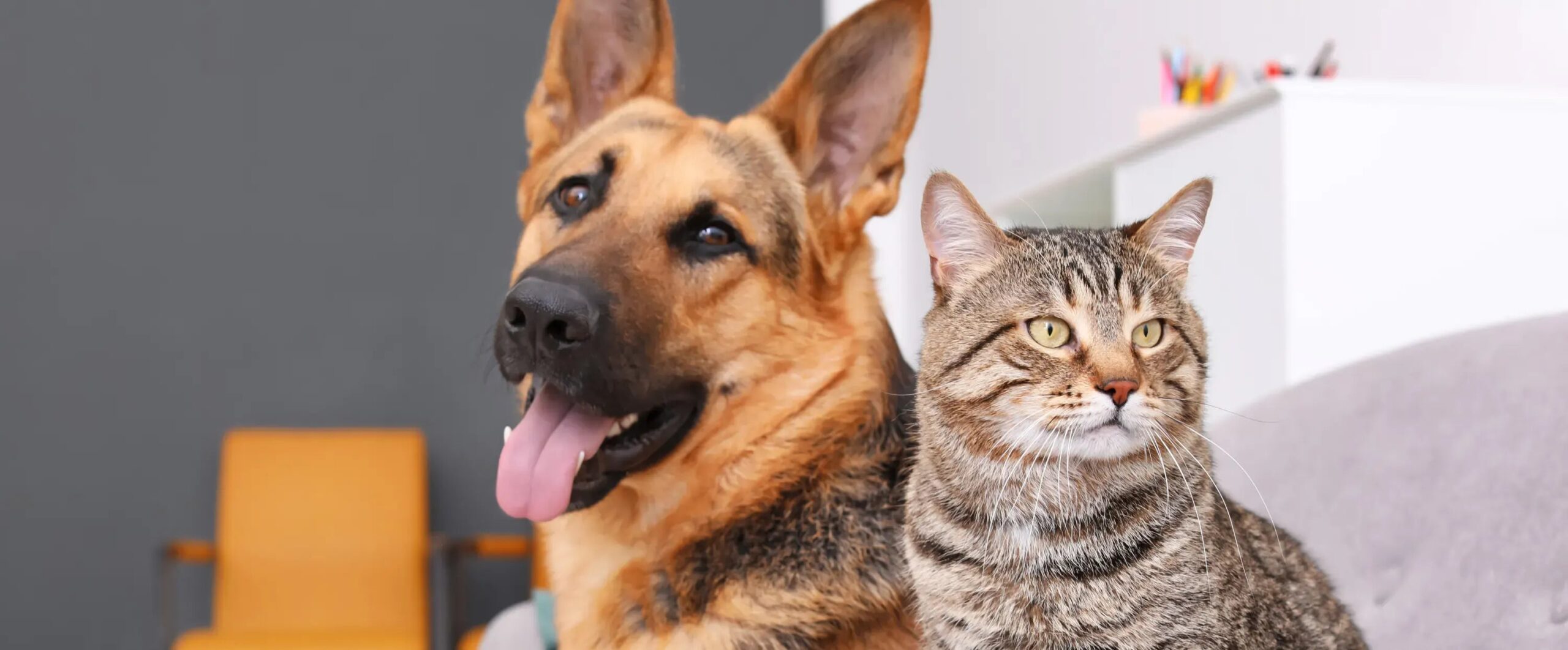 How to Prevent Your Pet From Getting Lost