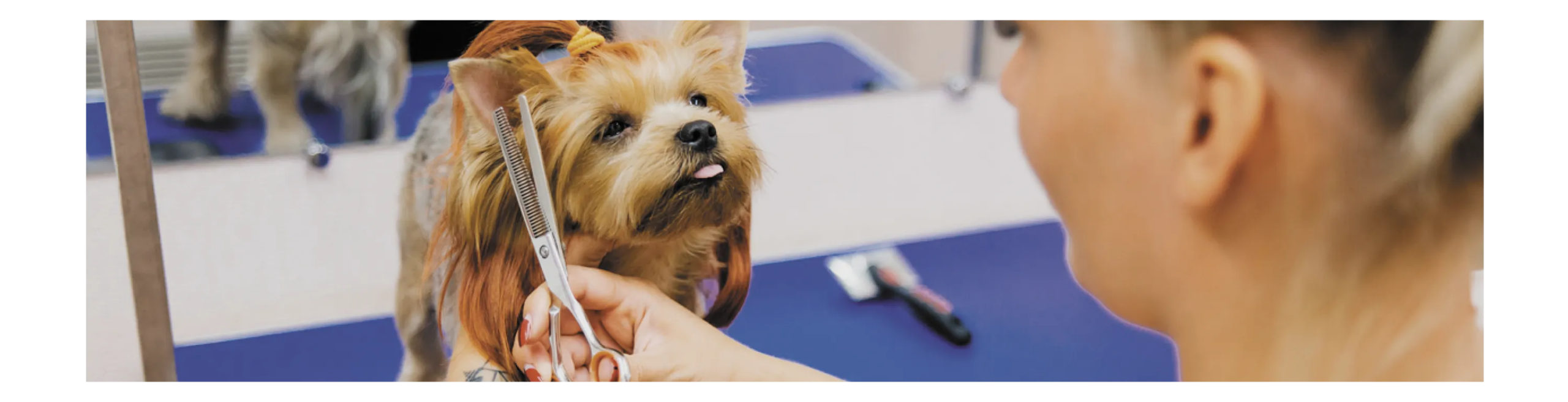 Summer Grooming Benefits for Your Pet