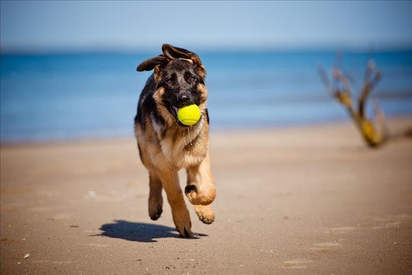 Why Daily Walks Are Essential for Your Dog