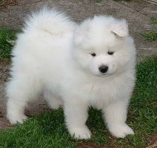 Understanding Pet Shedding