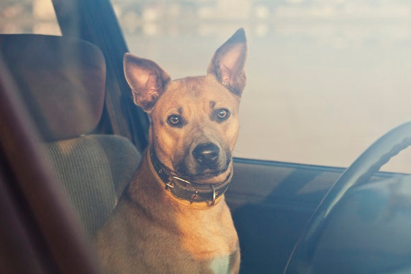 How to Prevent Heatstroke in Dogs