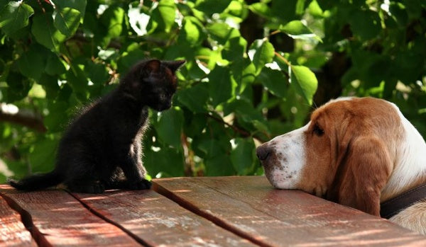 Holistic Pet Health Tips From Kriser’s