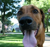 National Dog Bite Prevention Week: What You Need to Know