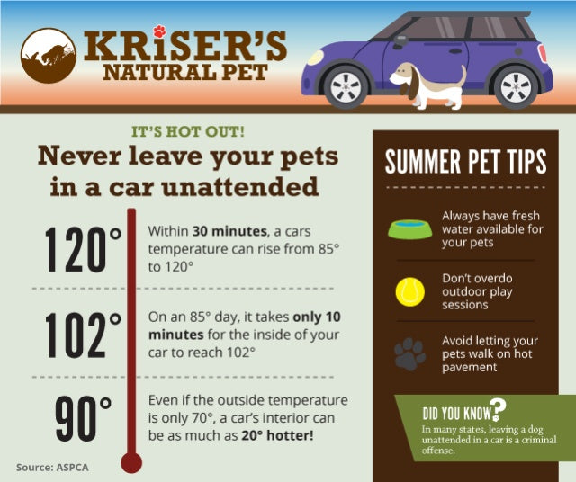 Why You Should Never Leave Pets Unattended in a Car
