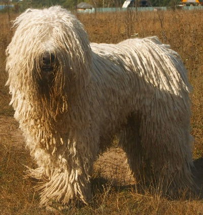 How to Prevent Matted Fur in Pets