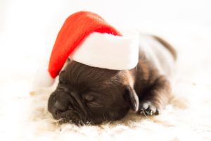 Holiday Foods Your Pets Should Avoid