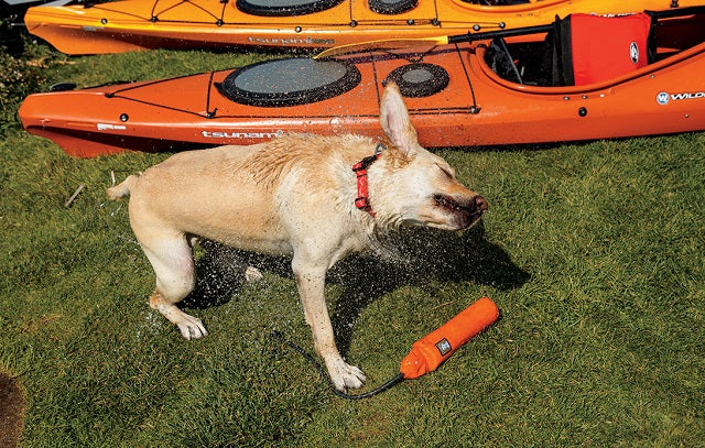 How to Enjoy Swimming With Your Pets