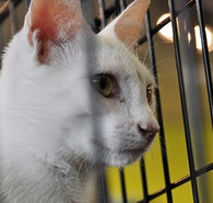 How to Celebrate National Animal Shelter Appreciation Week