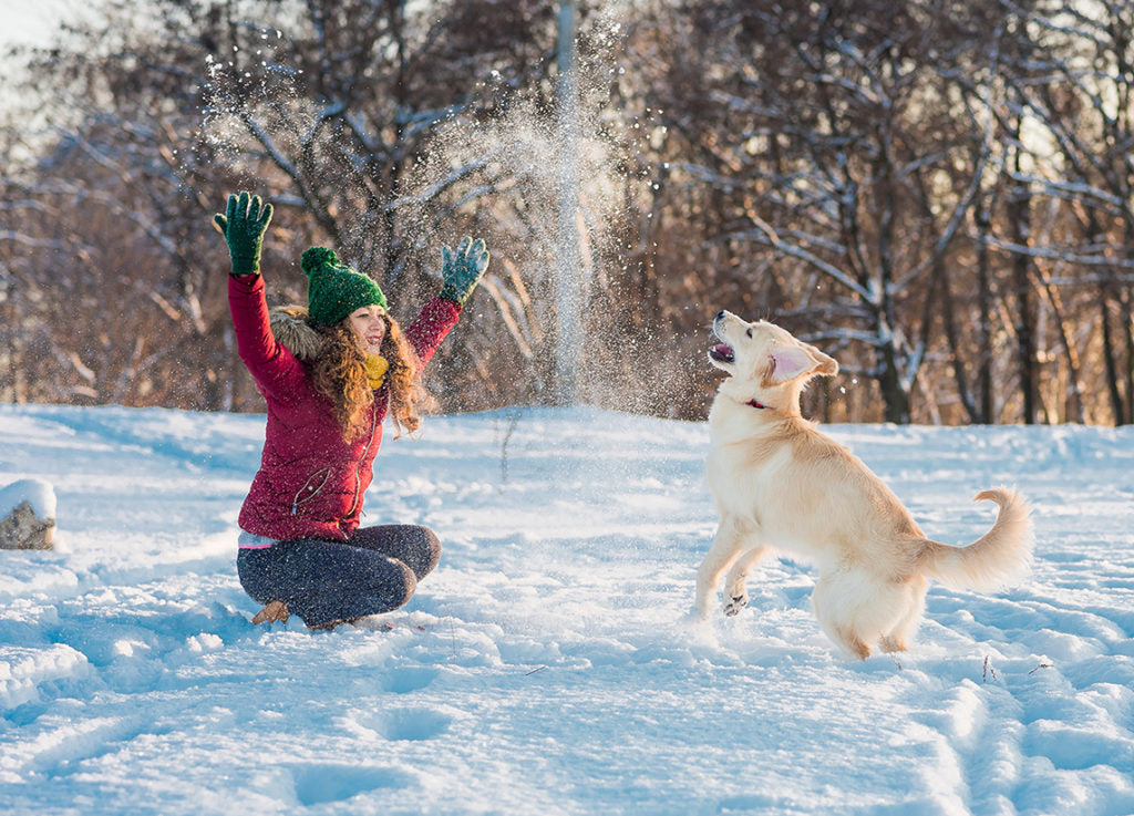 How to Keep Your Dog Safe in Cold Weather