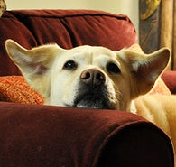 Thanksgiving Pet Safety Tips