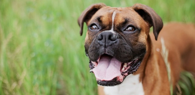 How to Move With Your Pet Stress-Free