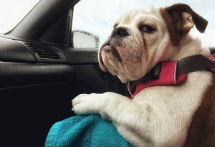 Why Pets Make the Best Road Trip Buddies