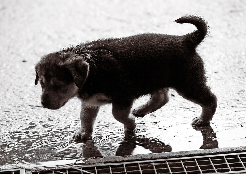 The Ten Essentials for Your Pet Emergency Kit