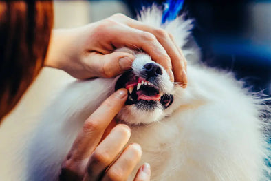 Brushing Your Pet’s Teeth Will Make You Feel For Your Dentist (by Kriser's)