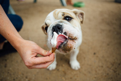 THIS IS WHAT YOUR DOG WOULD PICK FROM THE ICE CREAM TRUCK.