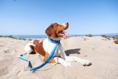 Choosing the Best Collars and Leads For Your Dog