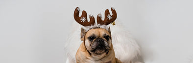 Holiday Prep Tips for a Safe and Fun Season With Your Pet