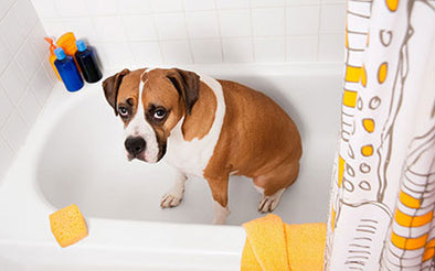 Spring Cleaning: Check, Clean, or Replace Pet Products