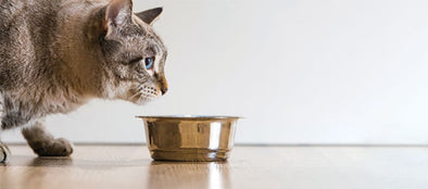 HYDRATING YOUR CAT