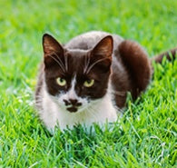 CATS 101: WHAT IS WHISKER FATIGUE?