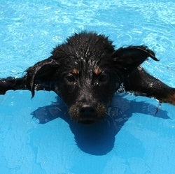 BEAT THE HEAT! TIPS TO KEEP YOUR DOG COOL THIS SUMMER