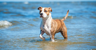 Doggie Water and Swim Safety Tips!
